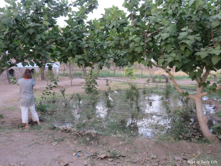 flooding the rose and fig area 72dpi 1200 wm